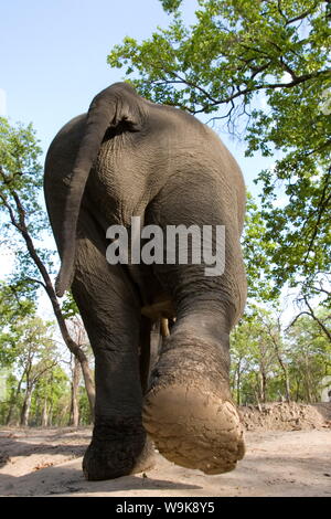 Indischer Elefant (Elephus Maximus), Bandhavgarh National Park, Madhya Pradesh state, Indien, Asien Stockfoto