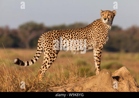 Gepard (Acinonyx Jubatus) weiblich, Phinda private Game reserve, Kwazulu Natal, Südafrika, Afrika Stockfoto