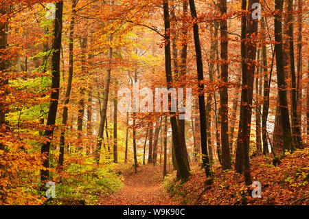 Herbstwald im Neckartal, in der Nähe von Villingen Baden-Wurttemberg, Deutschland, Europa Stockfoto