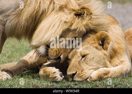 Erwachsene männliche Löwe (Panthera leo) Gruß, seinen Sohn, Serengeti National Park, Tansania, Ostafrika, Südafrika Stockfoto