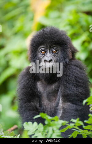 Kleinkind Berggorilla (Gorilla Gorilla beringei), Amahoro eine Gruppe, Volcanoes National Park (Parc National des Volcans), Ruanda, Afrika Stockfoto