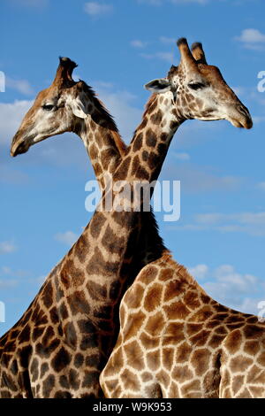 Zwei männliche Cape Giraffe (Giraffa Giraffe Giraffa) kämpfen, Imfolozi Game Reserve, Südafrika, Afrika Stockfoto