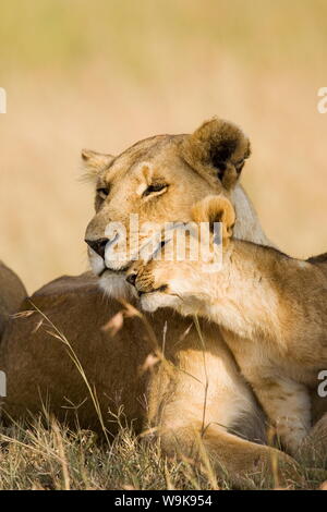 Löwin und Cub (Panthera Leo) zeigt Zuneigung, Masai Mara Game Reserve, Kenia, Ostafrika, Afrika Stockfoto