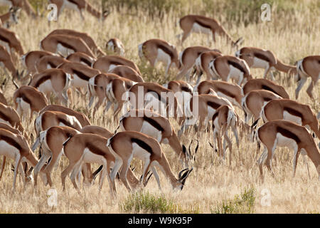 Springbock (Antidorcas marsupialis) Herde, Kgalagadi Transfrontier Park, der die ehemaligen Kalahari Gemsbok National Park, Südafrika, Afrika Stockfoto