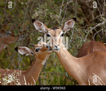 Impala (Aepyceros Melampus) Mutter und jungen Buck, Krüger Nationalpark, Südafrika, Afrika Stockfoto