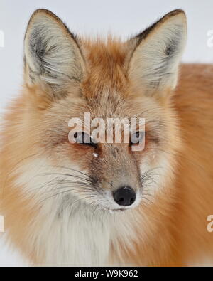 Rotfuchs (Vulpes Vulpes) in den Schnee, Grand-Teton-Nationalpark, Wyoming, Vereinigte Staaten von Amerika, Nord Amerika Stockfoto