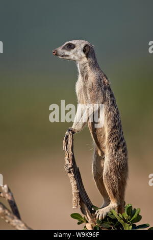 Erdmännchen (Suricate) (Suricata Suricatta) Sentry Pflicht, Addo Elephant National Park, Südafrika, Afrika Stockfoto