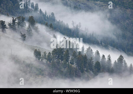 Bäume auf einem Hügel mit Nebel bedeckt, Yellowstone Nationalpark, UNESCO-Weltkulturerbe, Wyoming, Vereinigte Staaten von Amerika, Nordamerika Stockfoto