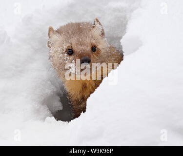 Captive Fisher (Martes pennanti) im Schnee, in der Nähe von Bozeman, Montana, Vereinigte Staaten von Amerika, Nordamerika Stockfoto