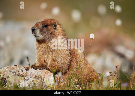 Yellow-bellied yellowbelly Marmot (Murmeltier) (Marmota flaviventris) unter bistort, San Juan National Forest, Colorado, Vereinigte Staaten von Amerika Stockfoto