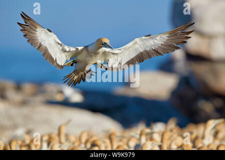 Kaptölpel (Morus capensis) Landung, Bird Island, Lambert's Bay, Südafrika, Afrika Stockfoto