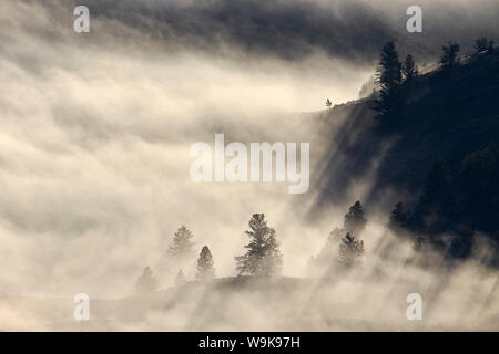 Nebel unter einem Hügel mit Evergreens, Yellowstone Nationalpark, UNESCO-Weltkulturerbe, Wyoming, Vereinigte Staaten von Amerika, Nordamerika Stockfoto