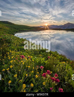 Sonnenaufgang hinter rosy Pinsel (Castilleja rhexifolia) und Alpine avens (Acomastylis rossii Turbinata), San Juan National Forest, Colorado, USA Stockfoto