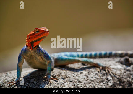 Gemeinsame Agama (Rothaarige rock Agama agama (Regenbogen) (Agama agama), männlich, Ruaha Nationalpark, Tansania, Ostafrika, Südafrika Stockfoto