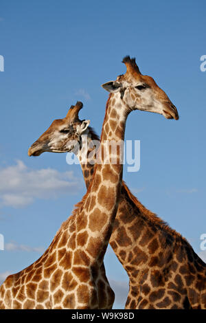 Zwei männliche Cape Giraffe (Giraffa Giraffe Giraffa), Imfolozi Game Reserve, Südafrika, Afrika Stockfoto