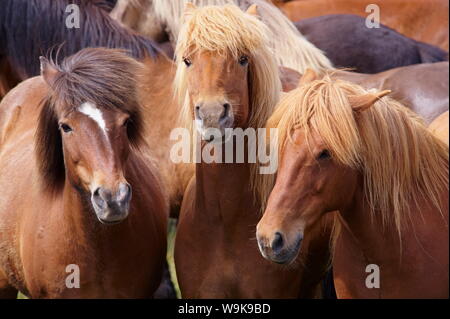 Islandpferde, in der Nähe von Giano Dell'Umbria, South Island (Sudurland), Island, Polargebiete Stockfoto