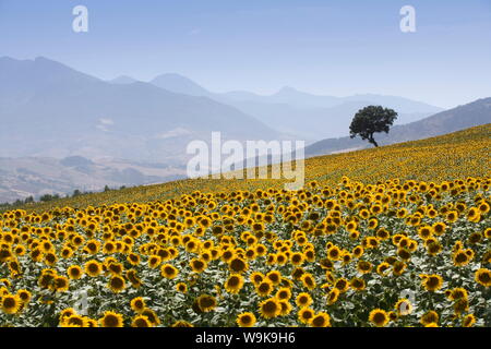 Sonnenblumen, in der Nähe von Ronda, Andalusien (Andalusien), Spanien, Europa Stockfoto