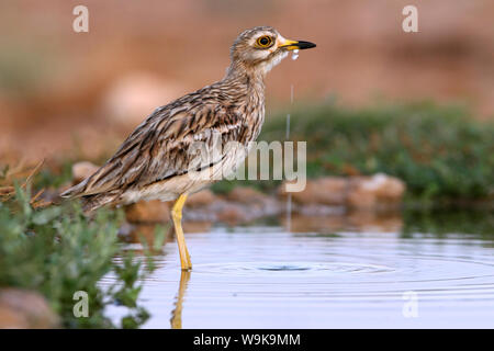 Burhinus oedicnemus Stockfoto