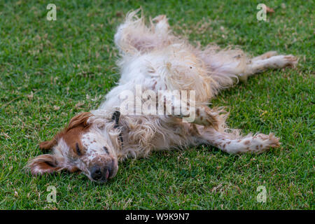 Setter Jagdhund, die versuchen, auf das Gras in sehr heißen Wetter zu schlafen Stockfoto