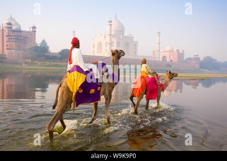 Mann und der Junge reiten Kamele in der Yamuna Fluss vor dem Taj Mahal, UNESCO-Weltkulturerbe, Agra, Uttar Pradesh, Indien, Asien Stockfoto