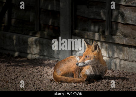 Nahaufnahme einer wilden, städtischen Rotfuchsin (Vulpes vulpes UK), die im Sommer in einem britischen Garten sitzt und aufschaut. Stockfoto