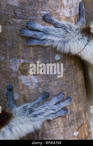 Hände von einem Coquerel-Sifaka (Propithecus Coquereli), Ankarafantsika Nationalpark, Madagaskar, Afrika Stockfoto