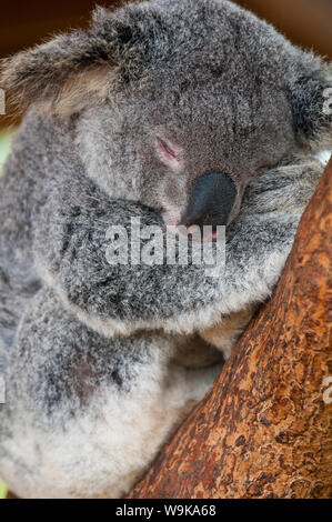 Koala (Phascolarctos Cinereus) in der Wallfahrtskirche von Townsville, Queensland, Australien, Pazifik Stockfoto