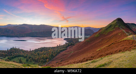 Katze-Glocken fielen bei Sonnenaufgang, Derwentwater, Nationalpark Lake District, Cumbria, England, Vereinigtes Königreich, Europa Stockfoto