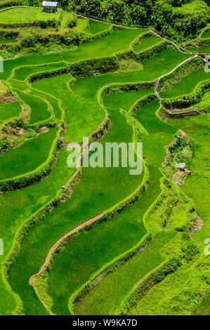 Bangaan in die Reisterrassen von Banaue, UNESCO-Weltkulturerbe, nördlichen Luzon, Philippinen, Südostasien, Asien Stockfoto