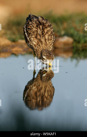 Burhinus oedicnemus Stockfoto