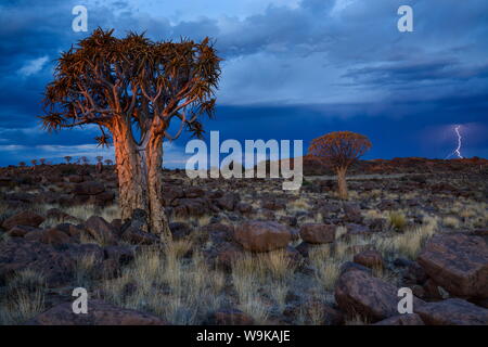 Blitzeinschläge inmitten der Felsen und Köcherbäume bei Sonnenuntergang in den riesigen Spielplatz, Keetmanshoop, Namibia, Afrika Stockfoto