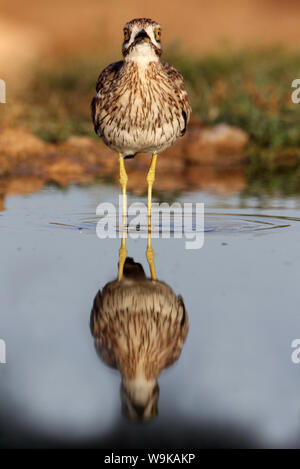 Burhinus oedicnemus Stockfoto