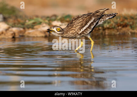 Burhinus oedicnemus Stockfoto
