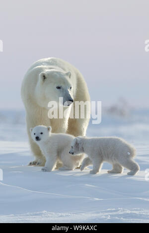 Eisbär (Ursus Maritimus) und Jungtiere, Wapusk-Nationalpark, Churchill, Hudson Bay, Manitoba, Kanada, Nordamerika Stockfoto