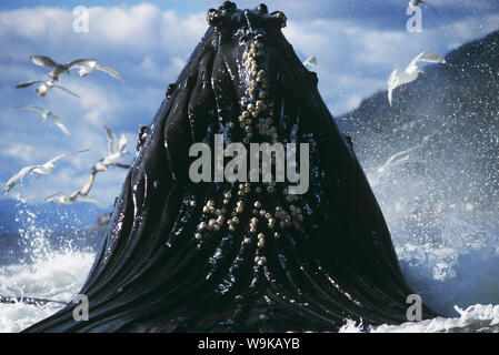 Buckelwale (Megaptera novaeangliae). Stockfoto