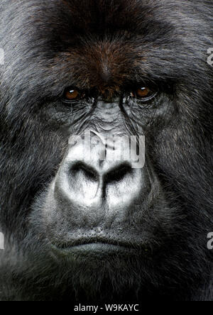 Silverback Gorilla suchen intensiv, in der Volcanoes Nationalpark, Ruanda, Afrika Stockfoto