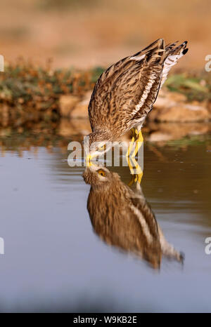 Burhinus oedicnemus Stockfoto