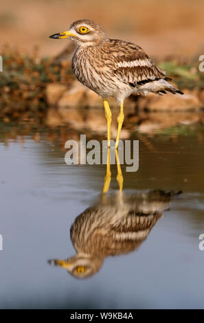 Burhinus oedicnemus Stockfoto