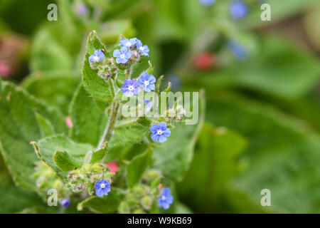 Grüne Alkanet Pentaglottis sempervirens wächst im Garten Stockfoto
