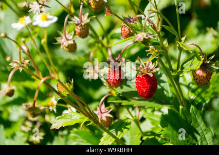 Rote Erdbeeren auf einem grünen und blühenden Hintergrund Stockfoto