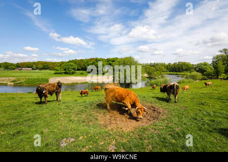 Datteln, Ruhrgebiet, Nordrhein-Westfalen, Deutschland - Lippe, Fluss und Aue Entwicklung der Lippe in der Nähe von Haus Vogelsang, hier ein naturnaher Ri Stockfoto