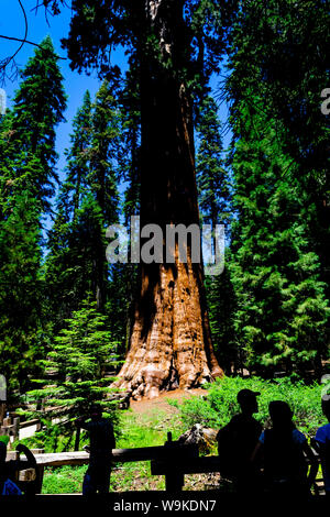 Sequoia National Park, CA - 27. Juli 2019: menschenmassen Cluster um den größten Baum der Welt, General Sherman. Stockfoto