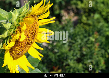 Schöne bunte Sonnenblumen und grünen Pflanzen. Stockfoto