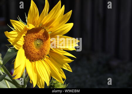 Schöne bunte Sonnenblumen und grünen Pflanzen. Stockfoto
