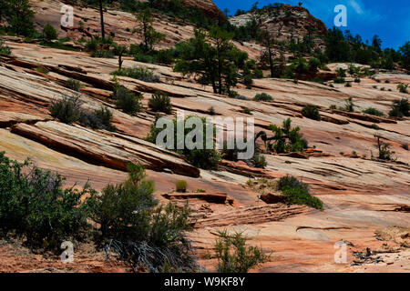 Zion National Park, UT - 21. Juli 2019: Mehrere Sträucher wachsen auf dem felsigen Abhang Stockfoto