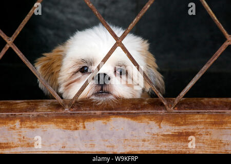 Wenig traurig Shih Tzu Welpen an Kamera suchen - junge Welpen Hund suchen von der Tür Stockfoto