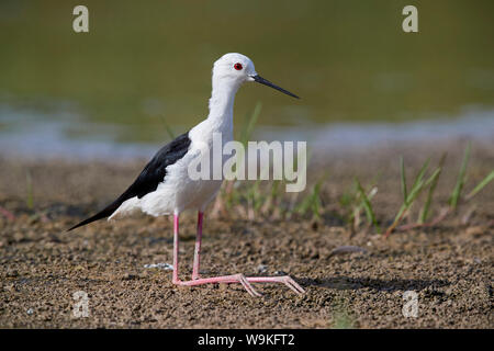 Schwarz - geflügelte Stelzenläufer (Himantopus himantopus), erwachsenen männlichen resing auf dem Boden Stockfoto