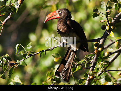 Obwohl die ähnlich aussehen wie in der männlichen gekrönt Hornbill etwas größer ist, als die Weibchen und hat einen größeren Casque. Stockfoto