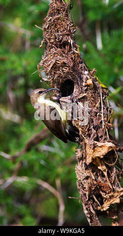 Einem tristen weiblich Schönen Sunbird anzeigen Fäden spinnen web Web hervorragend getarnt, um ihr Nest. Beide Geschlechter gemeinsam Verantwortung für Nestbau Stockfoto