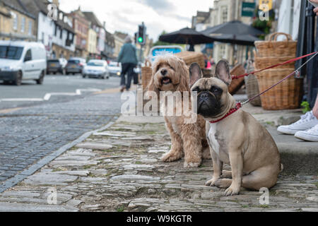 Französische Bulldogge und Cockapoo sitzen auf der Straße in Burford, Cotswolds, Oxfordshire, England Stockfoto